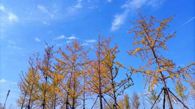 ?多彩的秋天，繽紛的秋葉