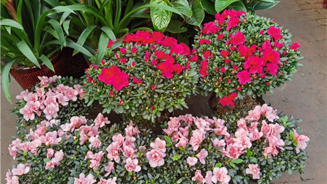 火紅年宵花，美麗過(guò)新年